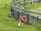 Dogobundi Basenji Th. Ernst (70)